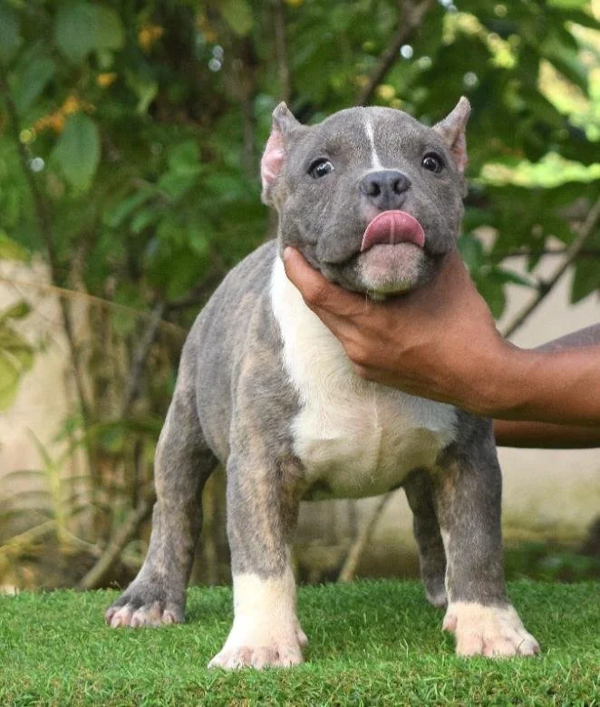 Puppy #10 the Pocket Bully puppy