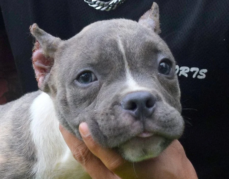 Puppy #10 photo 4