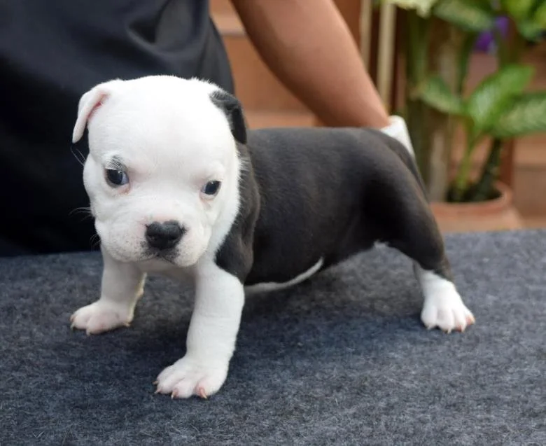 Puppy #11 the Pocket Bully puppy