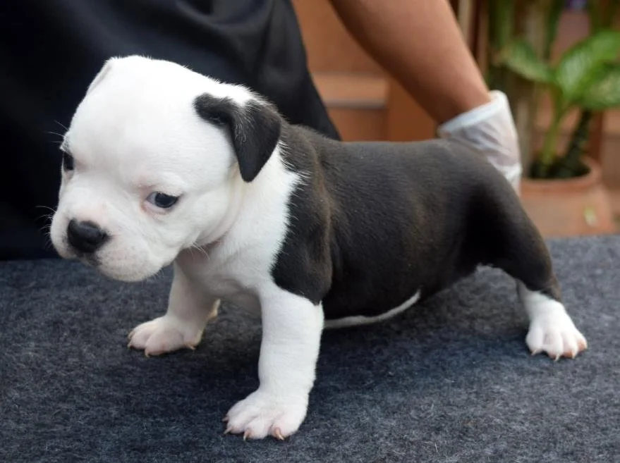 Puppy #11 photo 2