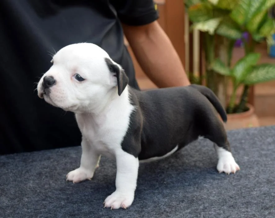 Puppy #11 photo 3