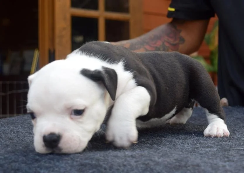 Puppy #11 photo 4