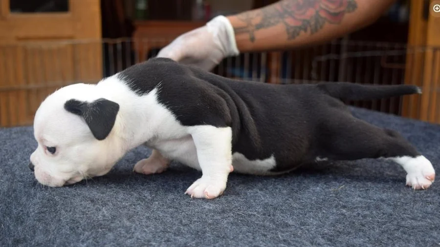 Puppy #11 photo 5
