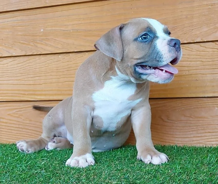 Puppy #12 the Pocket Bully puppy