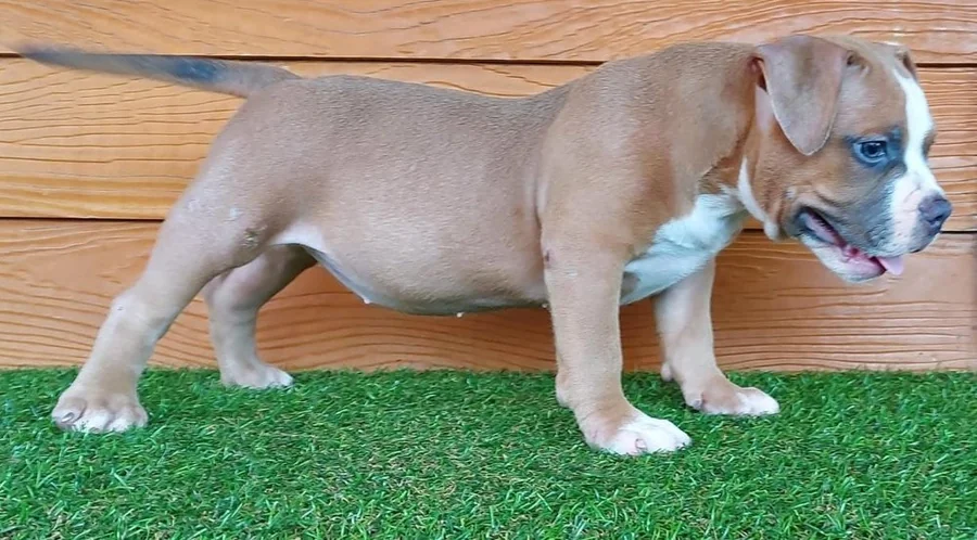 Puppy #12 photo 2