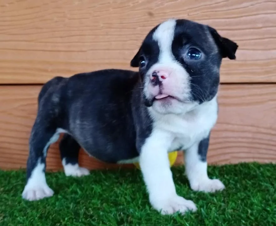 Puppy #13 the Pocket Bully puppy