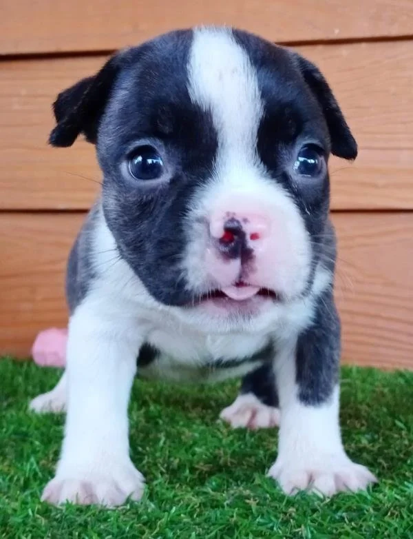 Puppy #13 photo 3