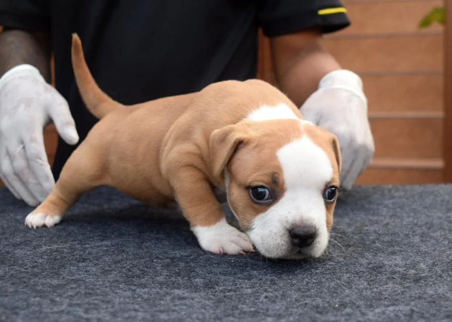 Puppy #14 photo 2
