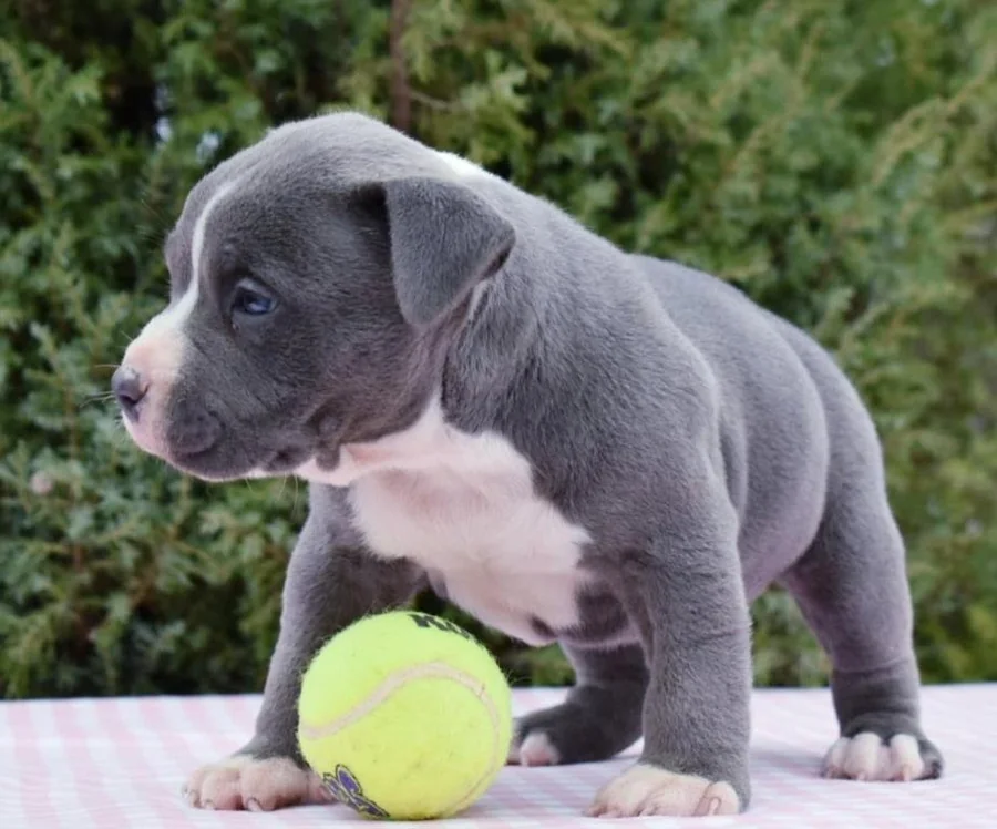 Puppy #18 photo 2