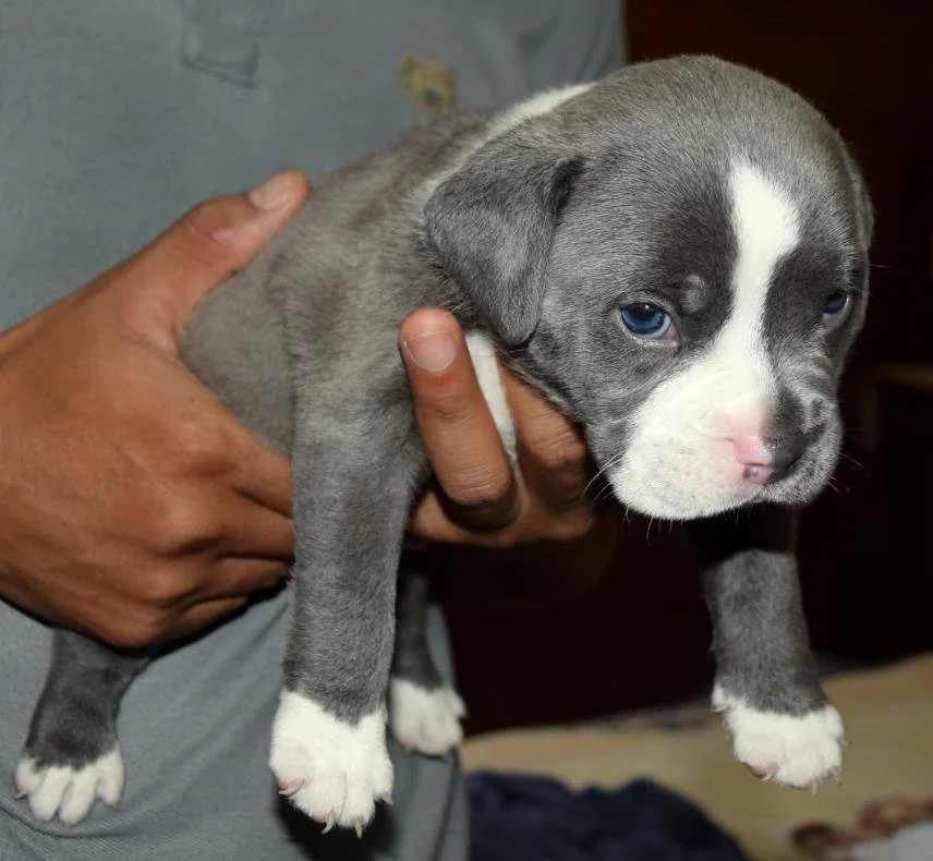 Puppy #19 photo 4