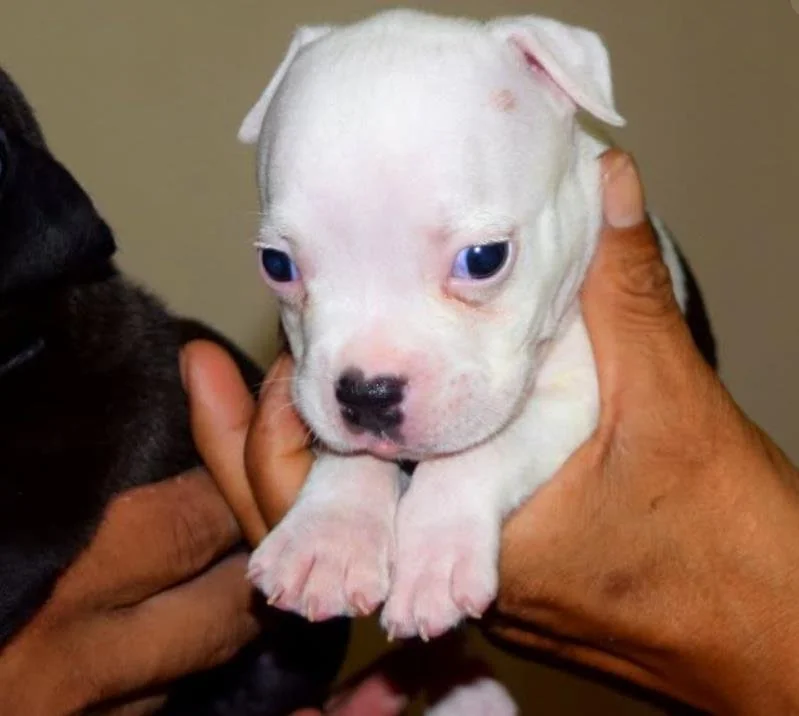 Puppy #20 the Pocket Bully puppy