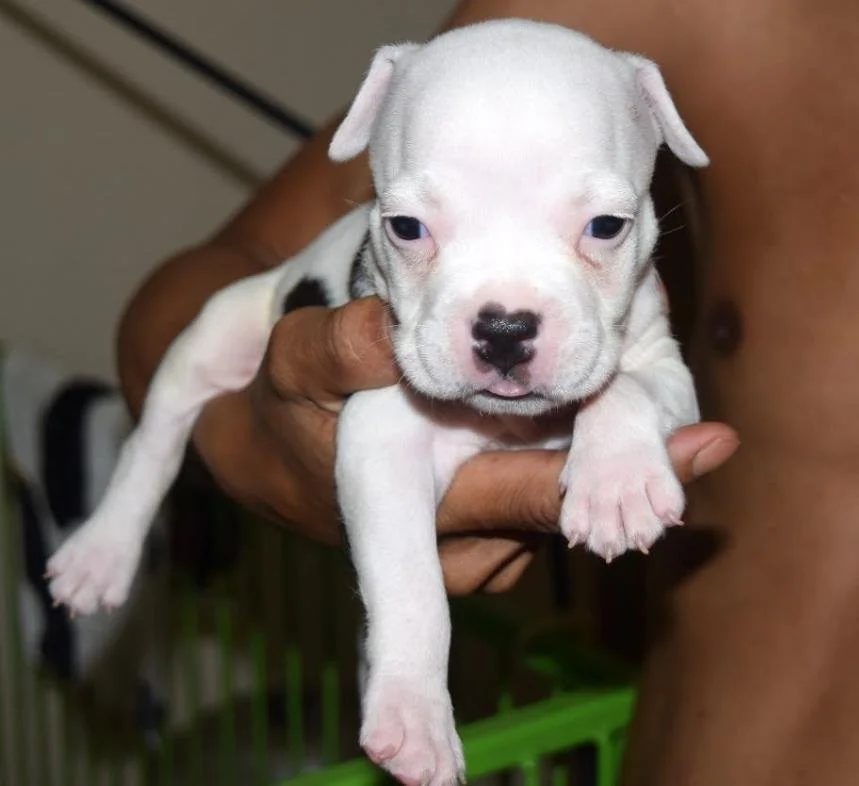Puppy #20 photo 2