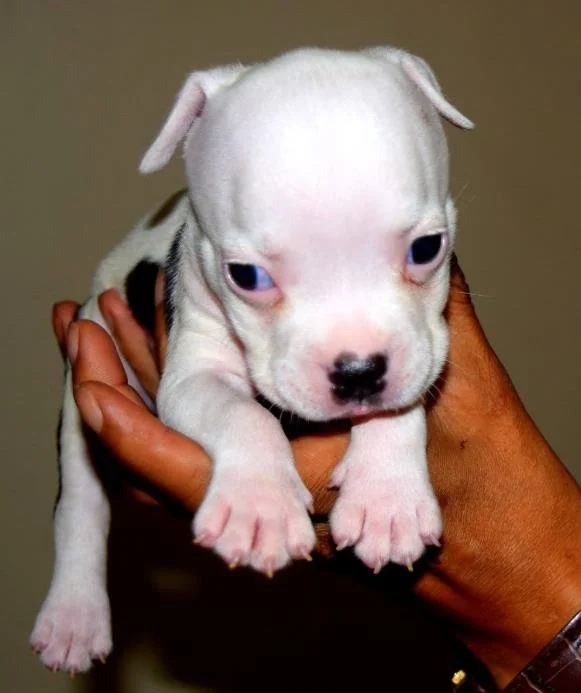 Puppy #20 photo 3