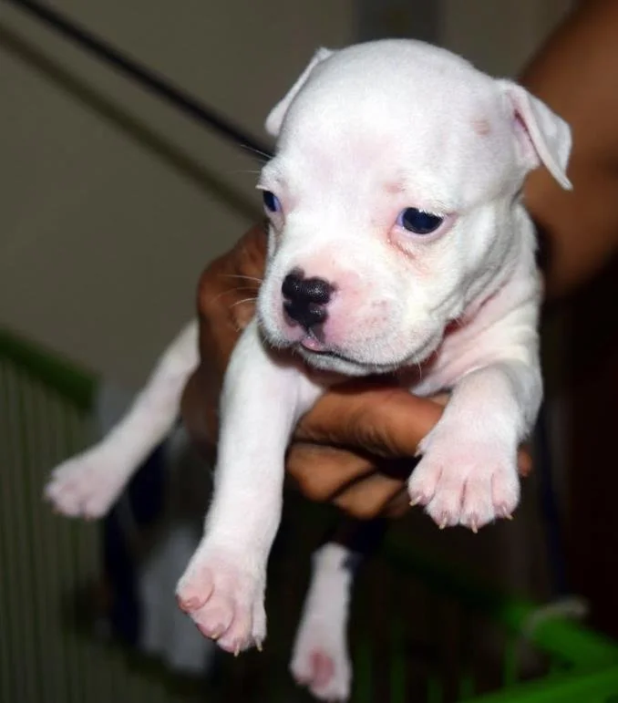 Puppy #20 photo 4