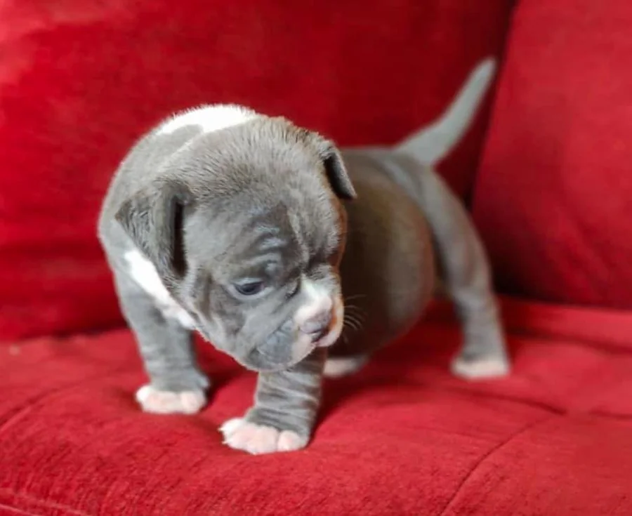 Puppy #21 the Pocket Bully puppy
