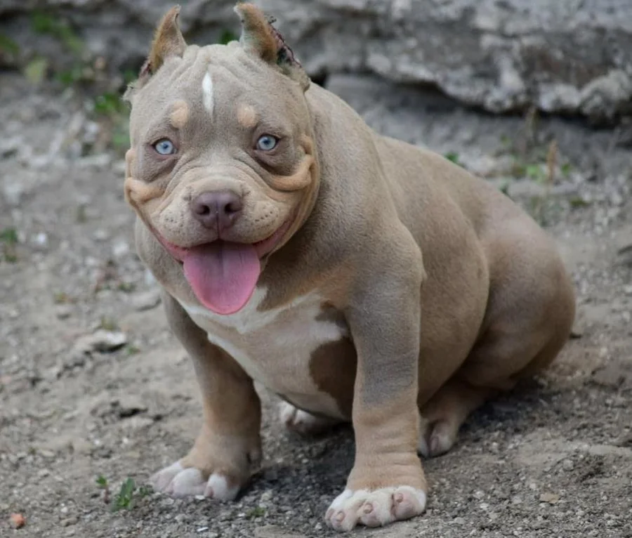 Puppy #22 the Pocket Bully puppy