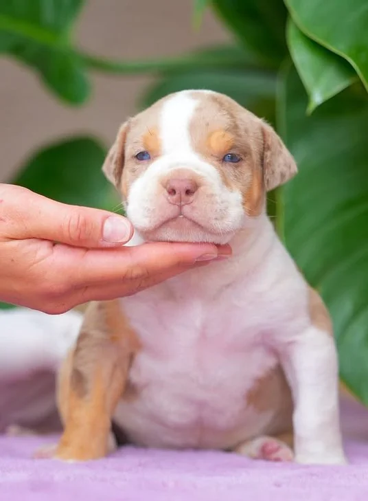 Puppy #24 the Pocket Bully puppy