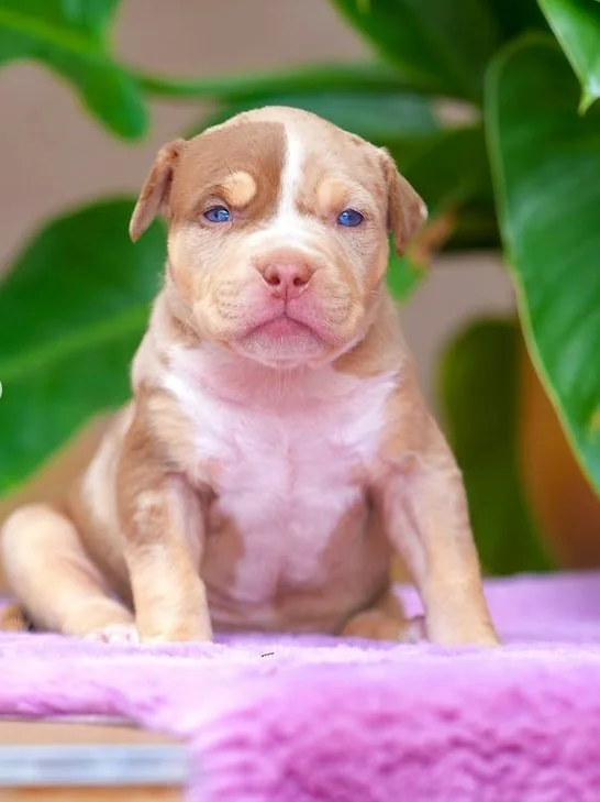 Puppy #25 the Pocket Bully puppy