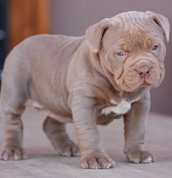 Puppy #26 photo 4