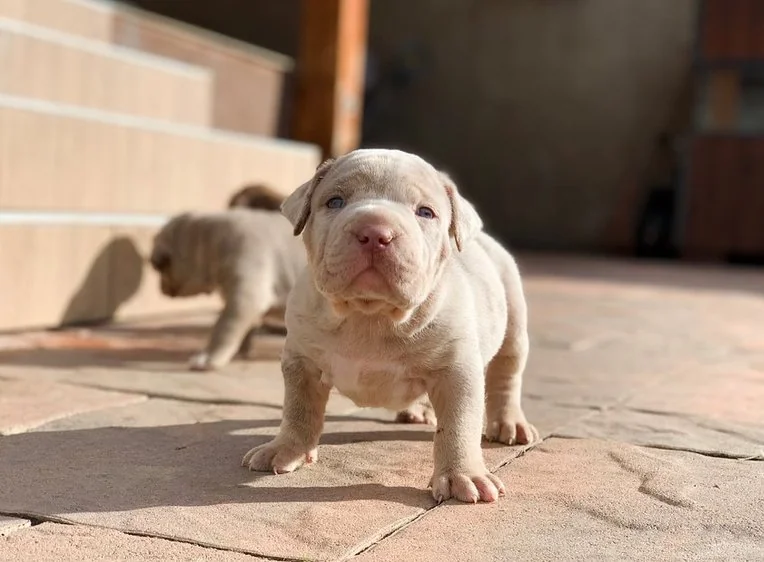Puppy #27 the Pocket Bully puppy