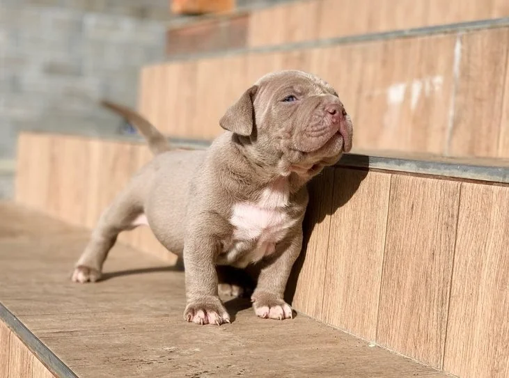 Puppy #27 photo 3