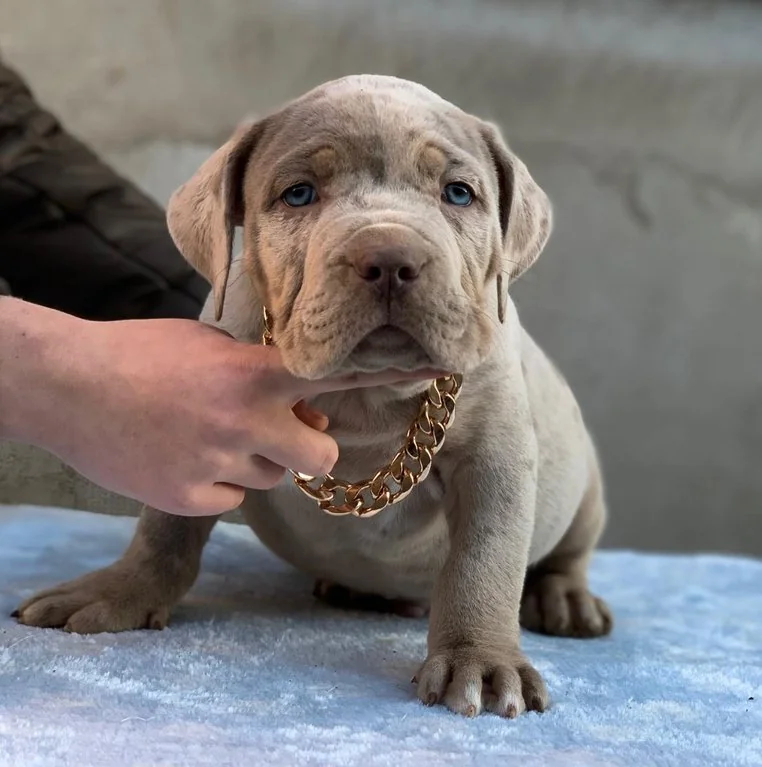 Puppy #28 the Pocket Bully puppy