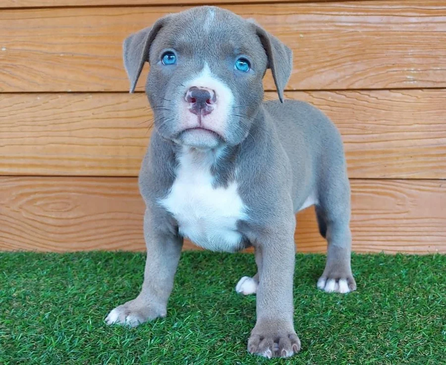 Puppy #29 the Pocket Bully puppy