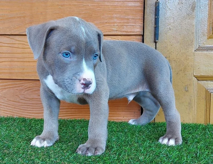 Puppy #29 photo 3