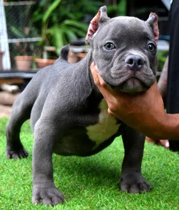 Puppy #3 the Pocket Bully puppy
