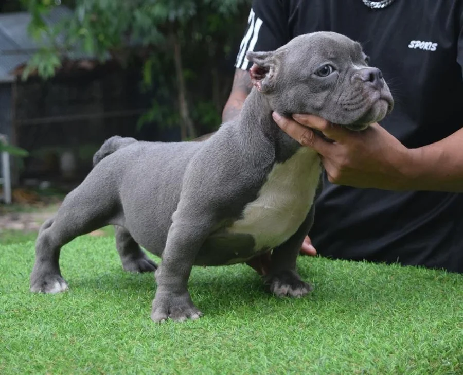 Puppy #3 photo 3