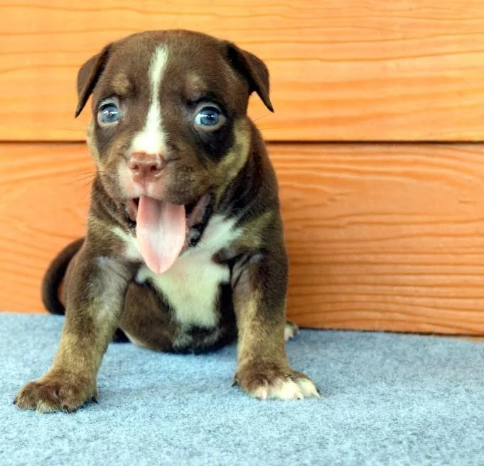 Puppy #30 the Pocket Bully puppy