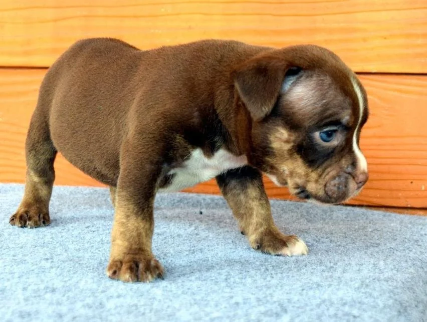 Puppy #30 photo 2