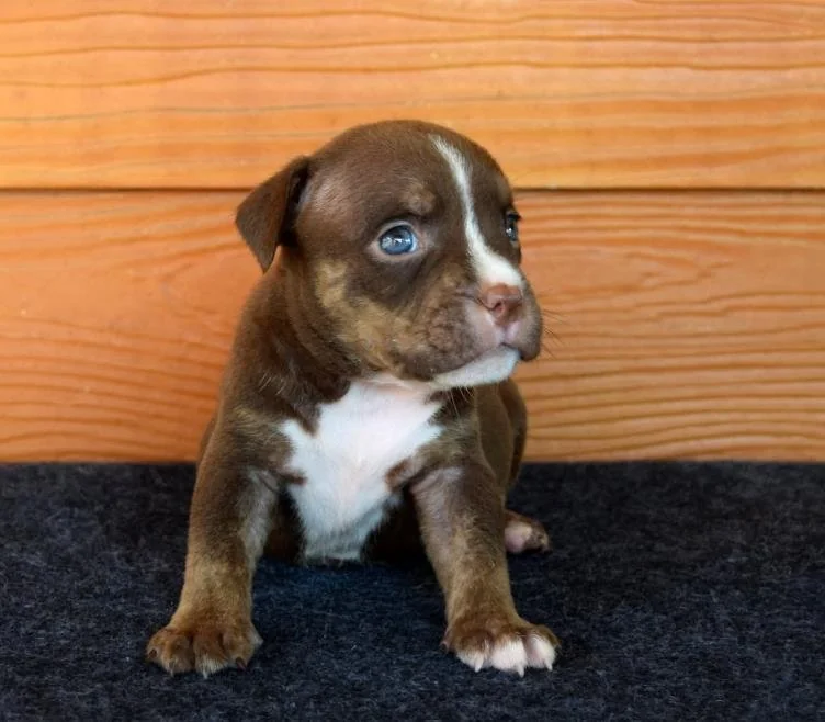 Puppy #30 photo 4