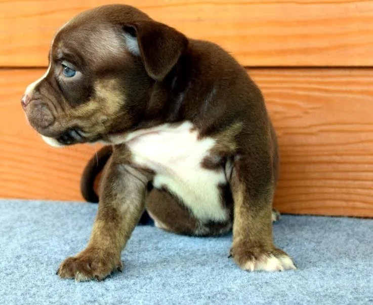 Puppy #30 photo 5