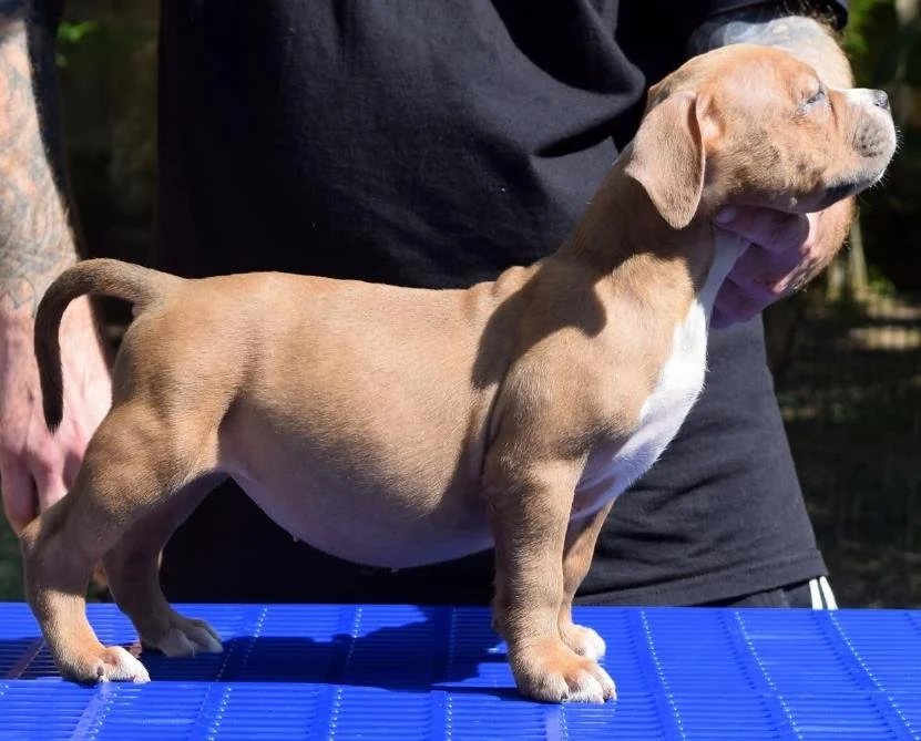 Puppy #31 the Pocket Bully puppy