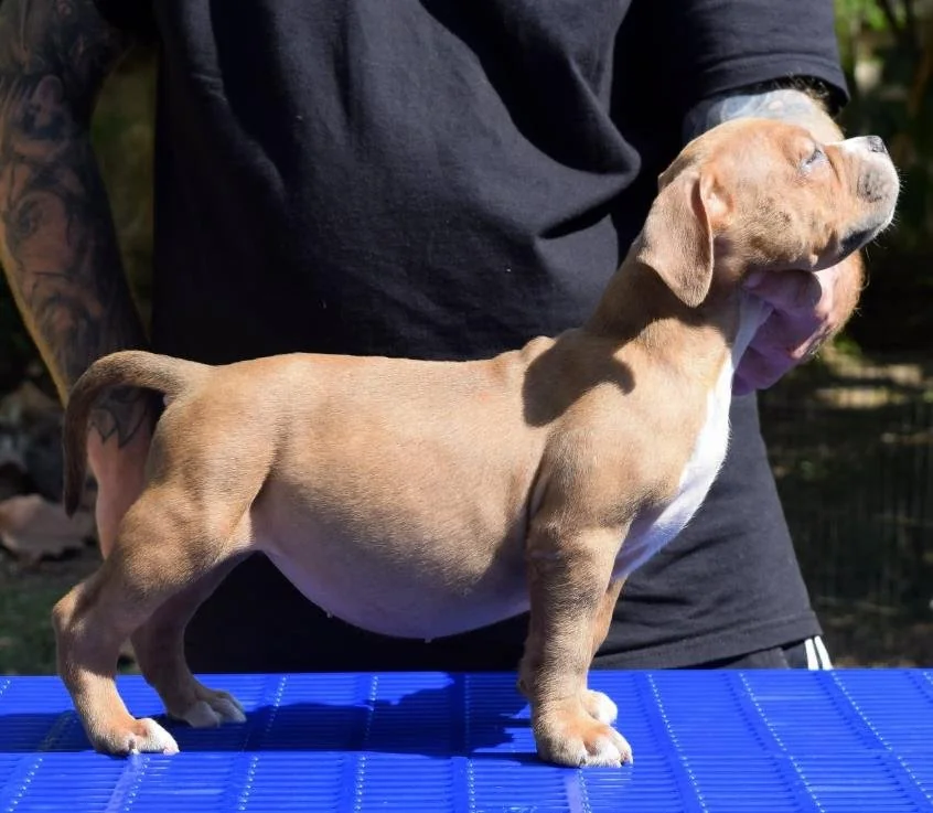 Puppy #31 photo 4