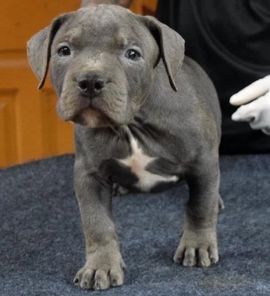 Puppy #32 the Pocket Bully puppy