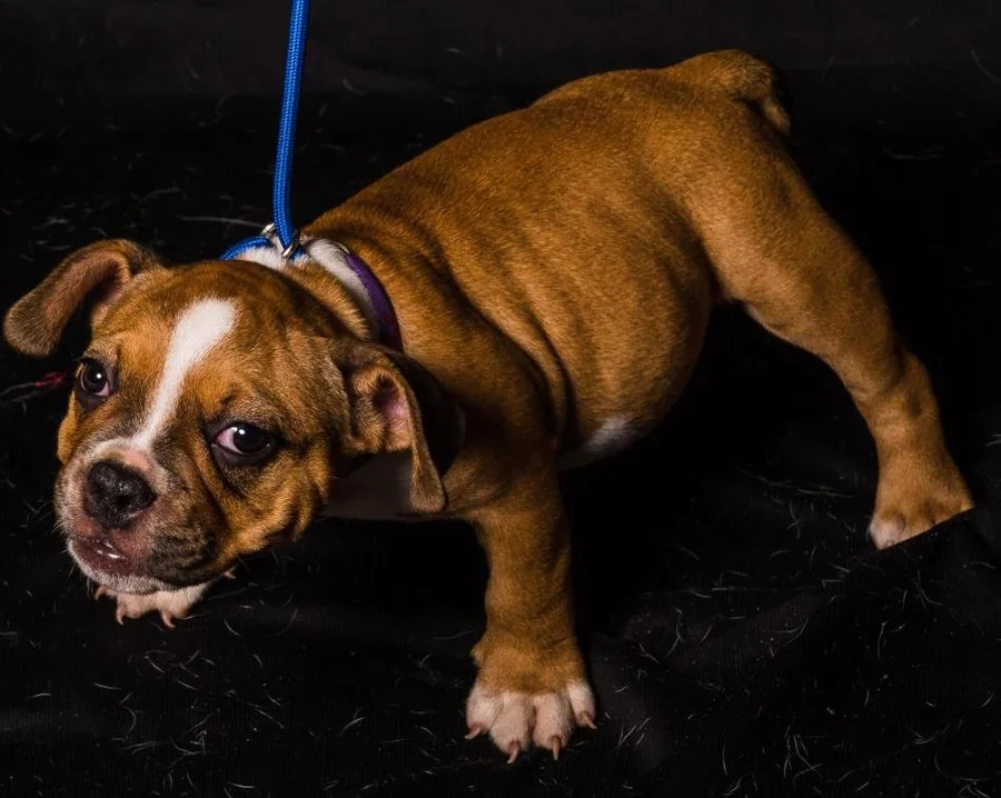 Puppy #33 the Pocket Bully puppy