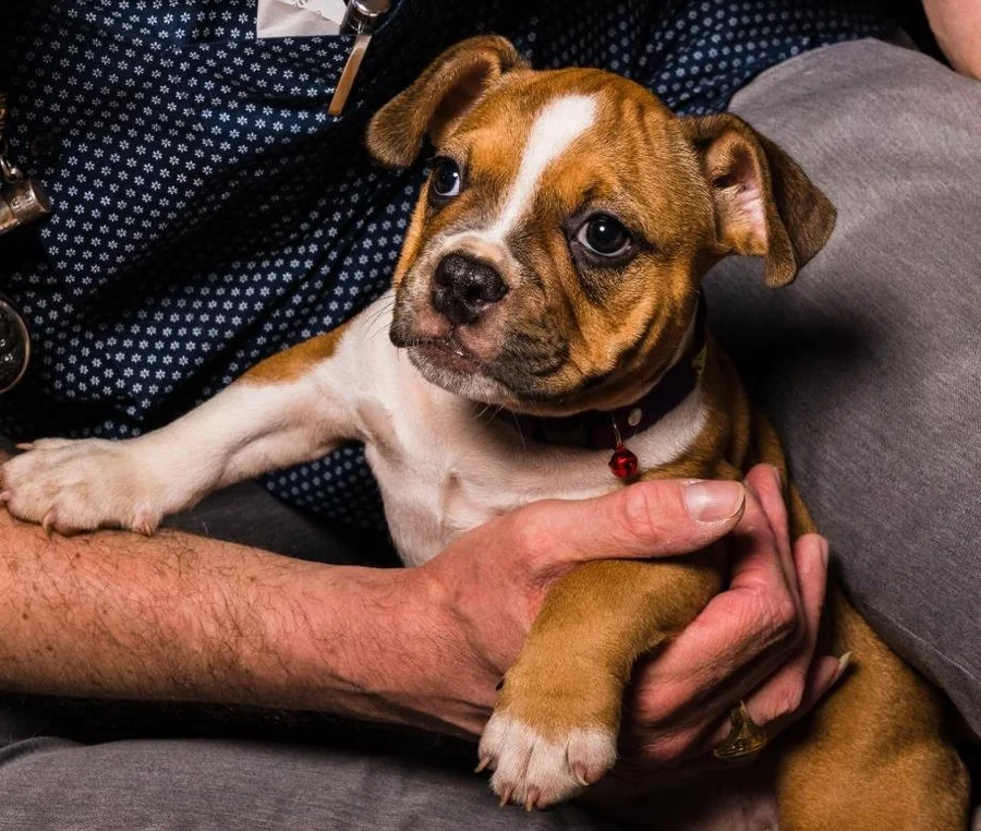 Puppy #33 photo 4