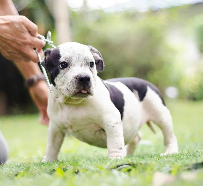 Puppy #41 the Pocket Bully puppy