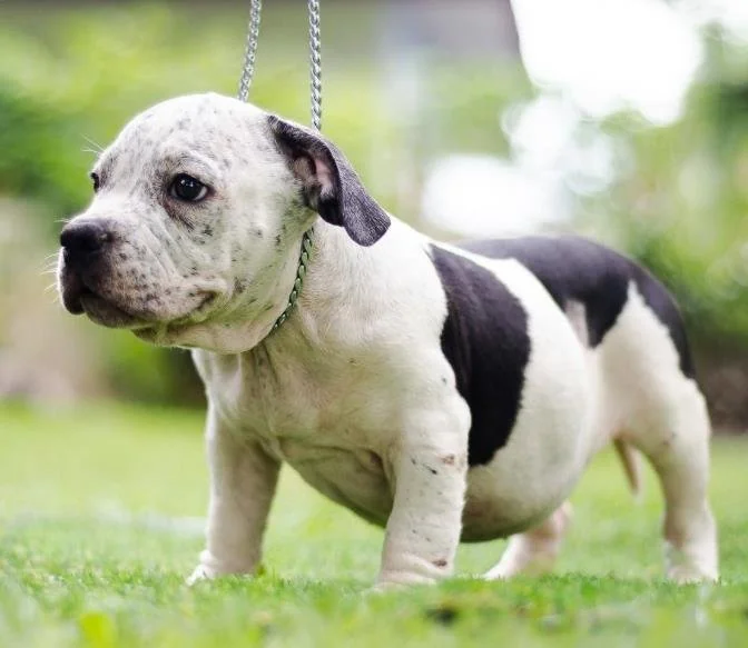 Puppy #41 photo 4