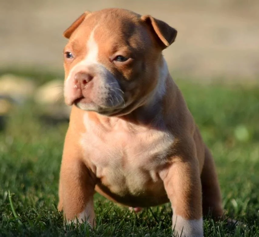 Puppy #36 the Pocket Bully puppy