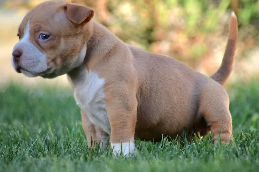 Puppy #36 photo 4