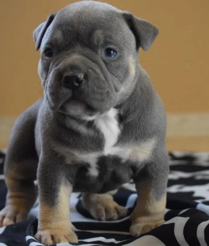 Puppy #37 the Pocket Bully puppy