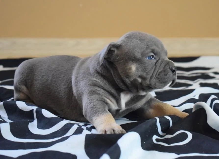 Puppy #37 photo 4
