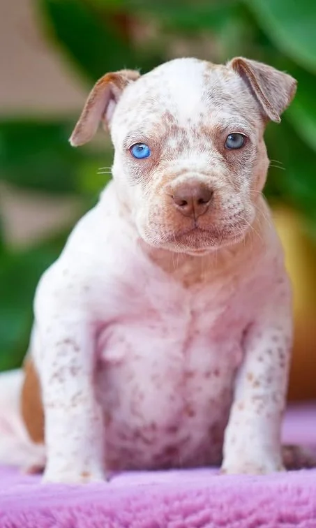 Puppy #38 photo 1