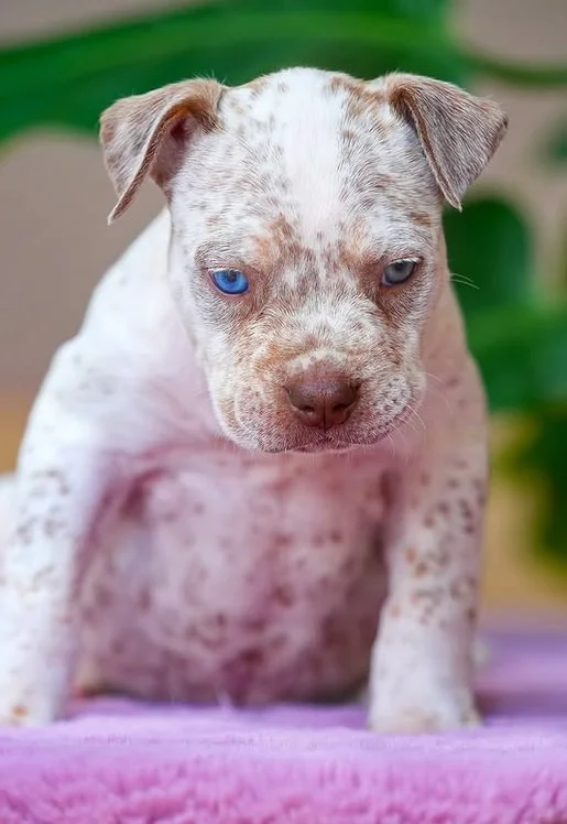 Puppy #38 photo 3