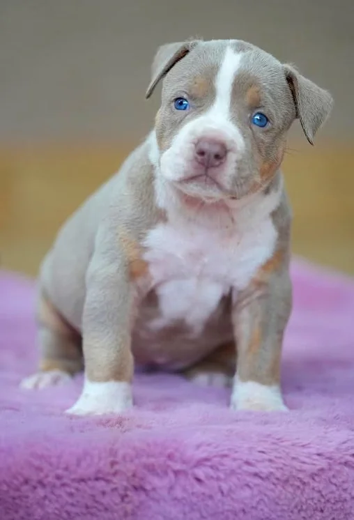 Puppy #40 photo 2